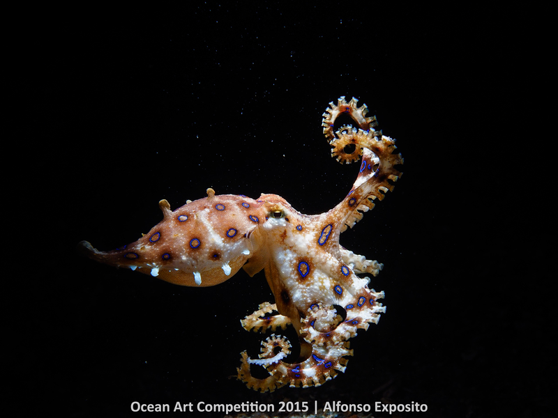 Illustration for article titled These Photos Show the Alien Beauty of Life Underwater